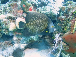 023 French Angelfish IMG 5334